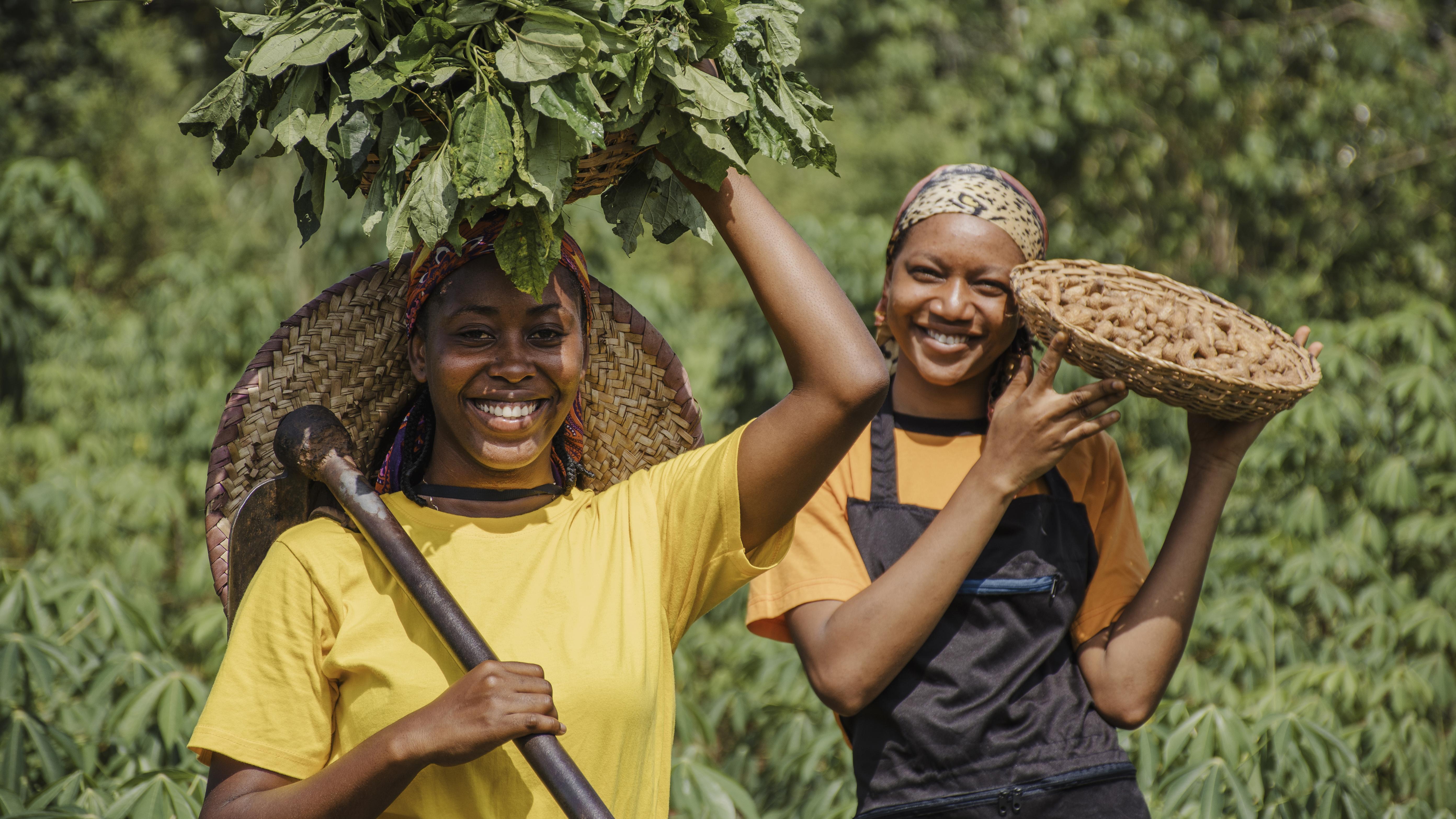 Agricultores locais colhendo vegetais frescos em Nampula